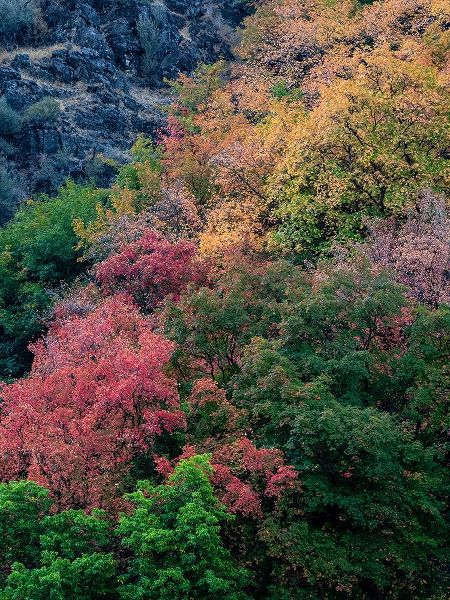 Gulin, Sylvia 아티스트의 USA-Utah-east of Logan on highway 89 fall color on Canyon Maple작품입니다.